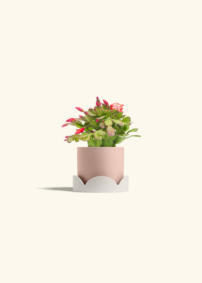 Christmas Cactus in a 4 inches Pink Classic Cylinder Planter in a Oat Petal Drip Tray