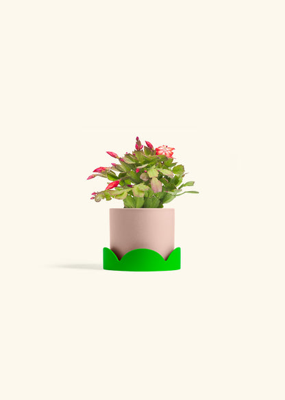 Christmas Cactus in a 4 inches Pink Classic Cylinder Planter in a Shamrock Petal Drip Tray
