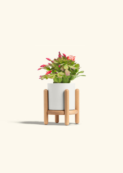 Christmas Cactus in a 4 inches White Classic Cylinder Planter in a Beech Wood Stand