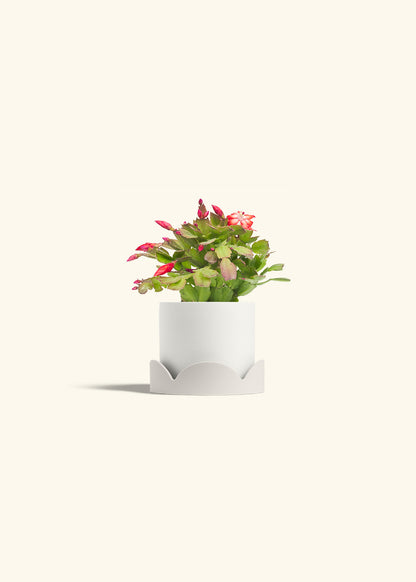 Christmas Cactus in a 4 inches White Classic Cylinder Planter in a Oat Petal Drip Tray