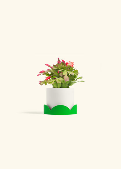 Christmas Cactus in a 4 inches White Classic Cylinder Planter in a Shamrock Petal Drip Tray