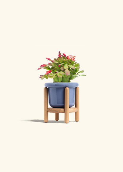 Christmas Cactus in a 4 inches Fat Lip Blue Planter in a Beech Wood Stand