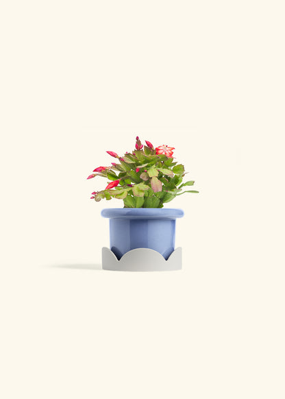 Christmas Cactus in a 4 inches Fat Lip Blue Planter in a Oat Petal Drip Tray