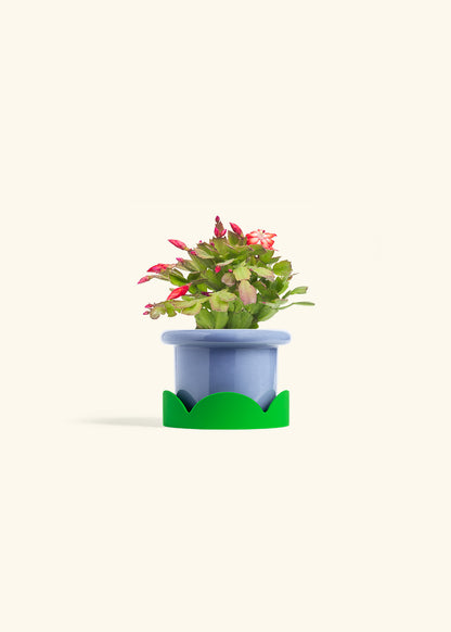 Christmas Cactus in a 4 inches Fat Lip Blue Planter in a Shamrock Petal Drip Tray