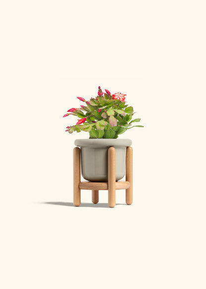 Christmas Cactus in a 4 inches Fat Lip Oat Planter in a Beech Wood Stand