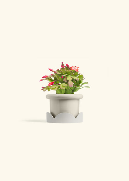 Christmas Cactus in a 4 inches Fat Lip Oat Planter in a Oat Petal Drip Tray
