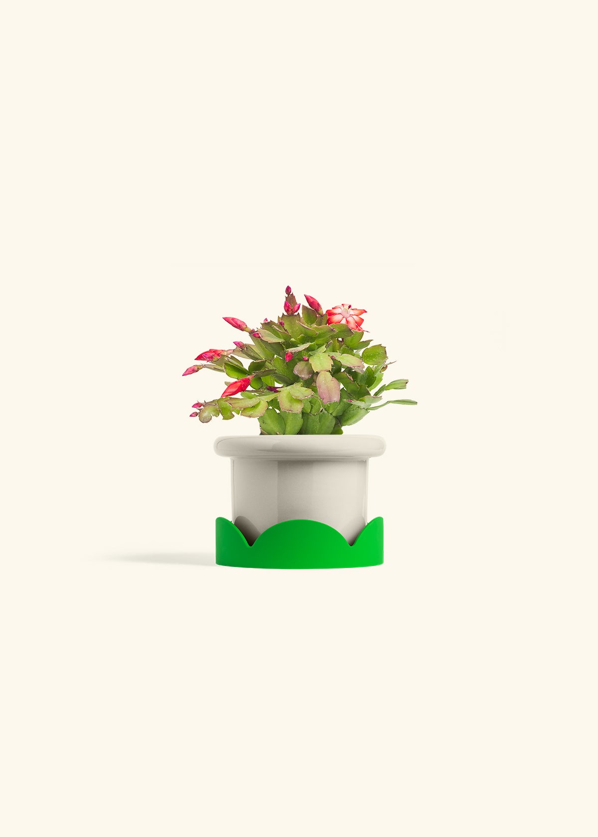 Christmas Cactus in a 4 inches Fat Lip Oat Planter in a Shamrock Petal Drip Tray