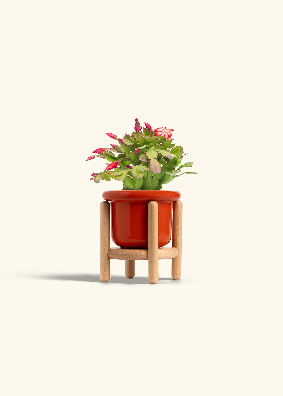 Christmas Cactus in a 4 inches Fat Lip Red Planter in a Beech Wood Stand