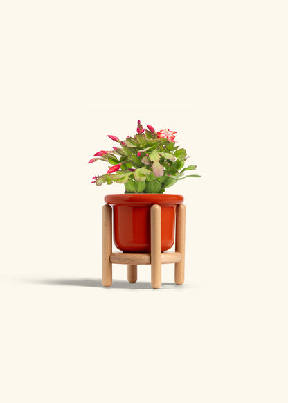 Christmas Cactus in a 4 inches Fat Lip Red Planter in a Beech Wood Stand