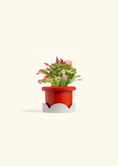 Christmas Cactus in a 4 inches Fat Lip Red Planter in a Oat Petal Drip Tray