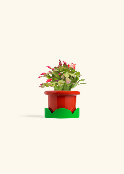 Christmas Cactus in a 4 inches Fat Lip Red Planter in a Shamrock Petal Drip Tray