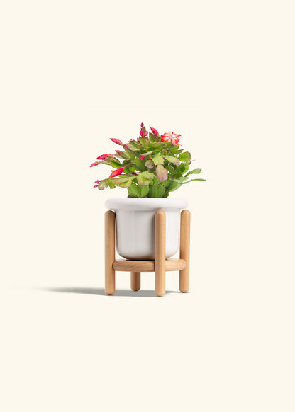 Christmas Cactus in a 4 inches Fat Lip White Planter in a Beech Wood Stand