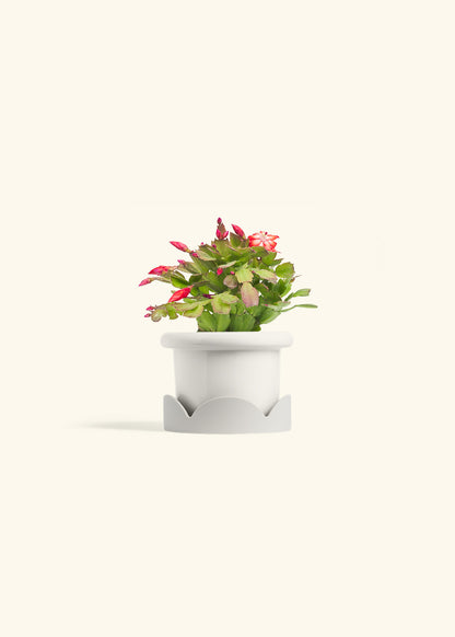 Christmas Cactus in a 4 inches Fat Lip White Planter in a Oat Petal Drip Tray