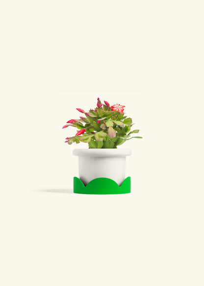 Christmas Cactus in a 4 inches Fat Lip White Planter in a Shamrock Petal Drip Tray