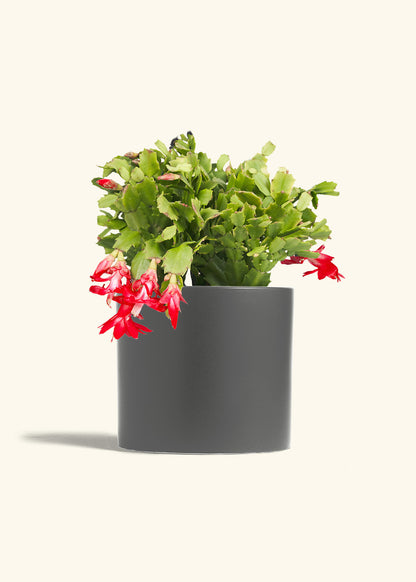 Christmas Cactus in a 8 inches Charcoal Classic Cylinder Planter 