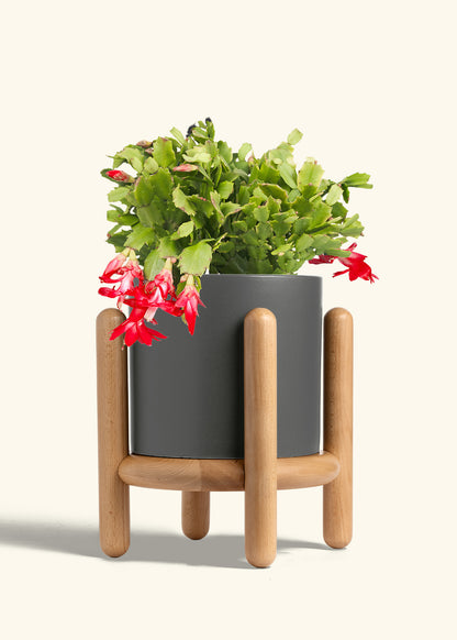 Christmas Cactus in a 8 inches Charcoal Classic Cylinder Planter in a Beech Wood Stand