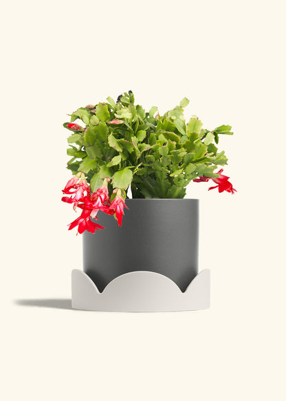 Christmas Cactus in a 8 inches Charcoal Classic Cylinder Planter in a Oat Petal Drip Tray