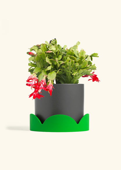 Christmas Cactus in a 8 inches Charcoal Classic Cylinder Planter in a Shamrock Petal Drip Tray