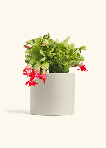 Christmas Cactus in a 8 inches Oat Classic Cylinder Planter 