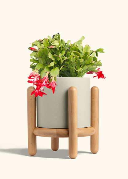 Christmas Cactus in a 8 inches Oat Classic Cylinder Planter in a Beech Wood Stand