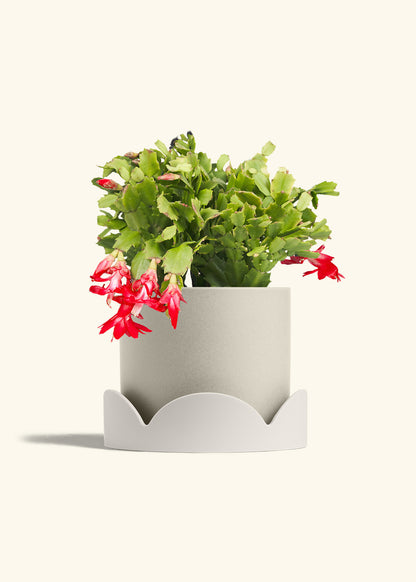 Christmas Cactus in a 8 inches Oat Classic Cylinder Planter in a Oat Petal Drip Tray