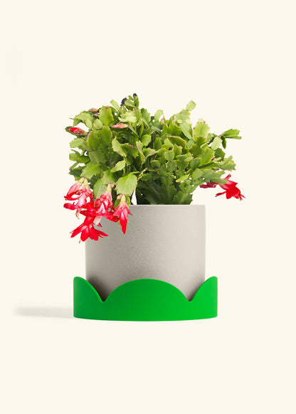 Christmas Cactus in a 8 inches Oat Classic Cylinder Planter in a Shamrock Petal Drip Tray