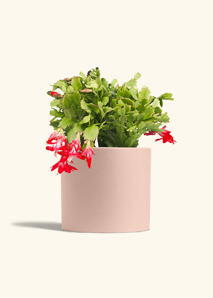 Christmas Cactus in a 8 inches Pink Classic Cylinder Planter 