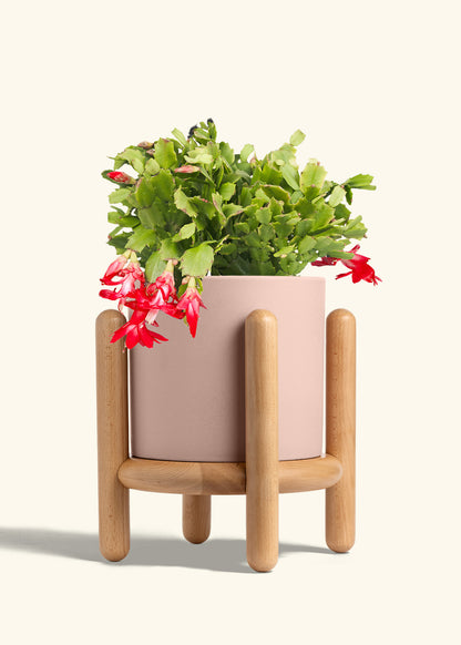 Christmas Cactus in a 8 inches Pink Classic Cylinder Planter in a Beech Wood Stand