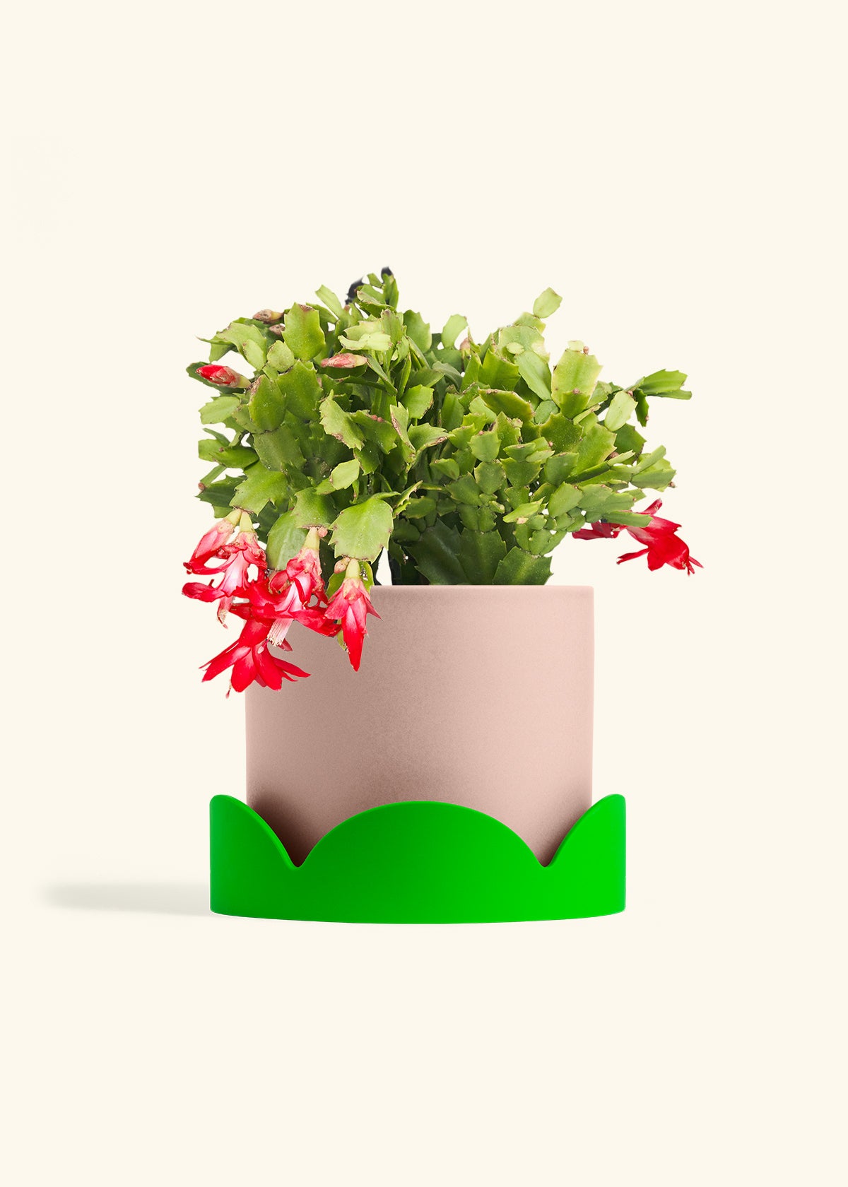 Christmas Cactus in a 8 inches Pink Classic Cylinder Planter in a Shamrock Petal Drip Tray