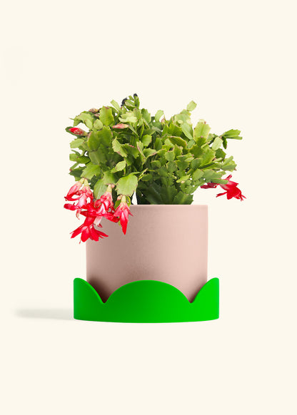 Christmas Cactus in a 8 inches Pink Classic Cylinder Planter in a Shamrock Petal Drip Tray