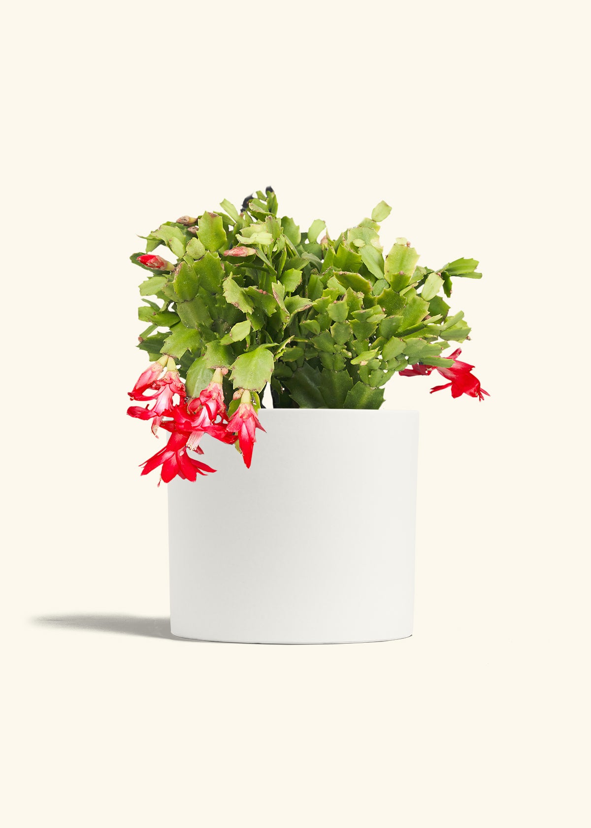 Christmas Cactus in a 8 inches White Classic Cylinder Planter