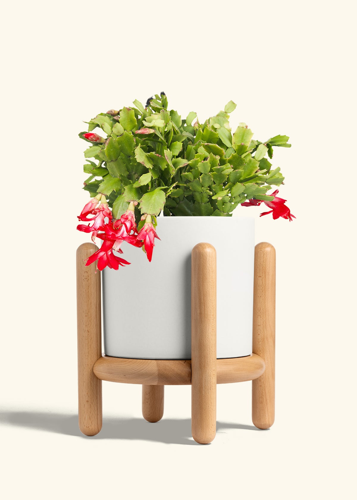 Christmas Cactus in a 8 inches White Classic Cylinder Planter in a Beech Wood Stand