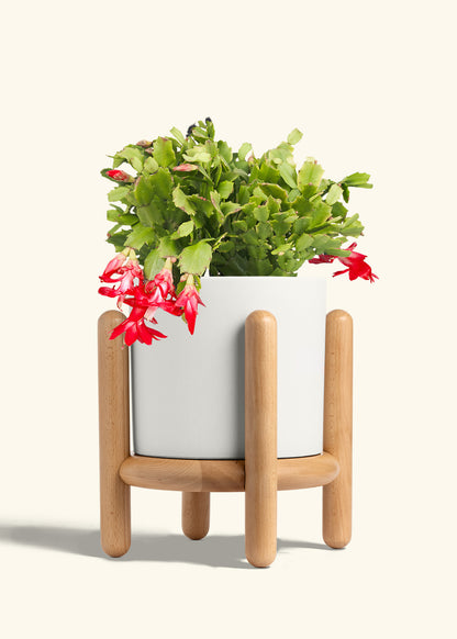 Christmas Cactus in a 8 inches White Classic Cylinder Planter in a Beech Wood Stand