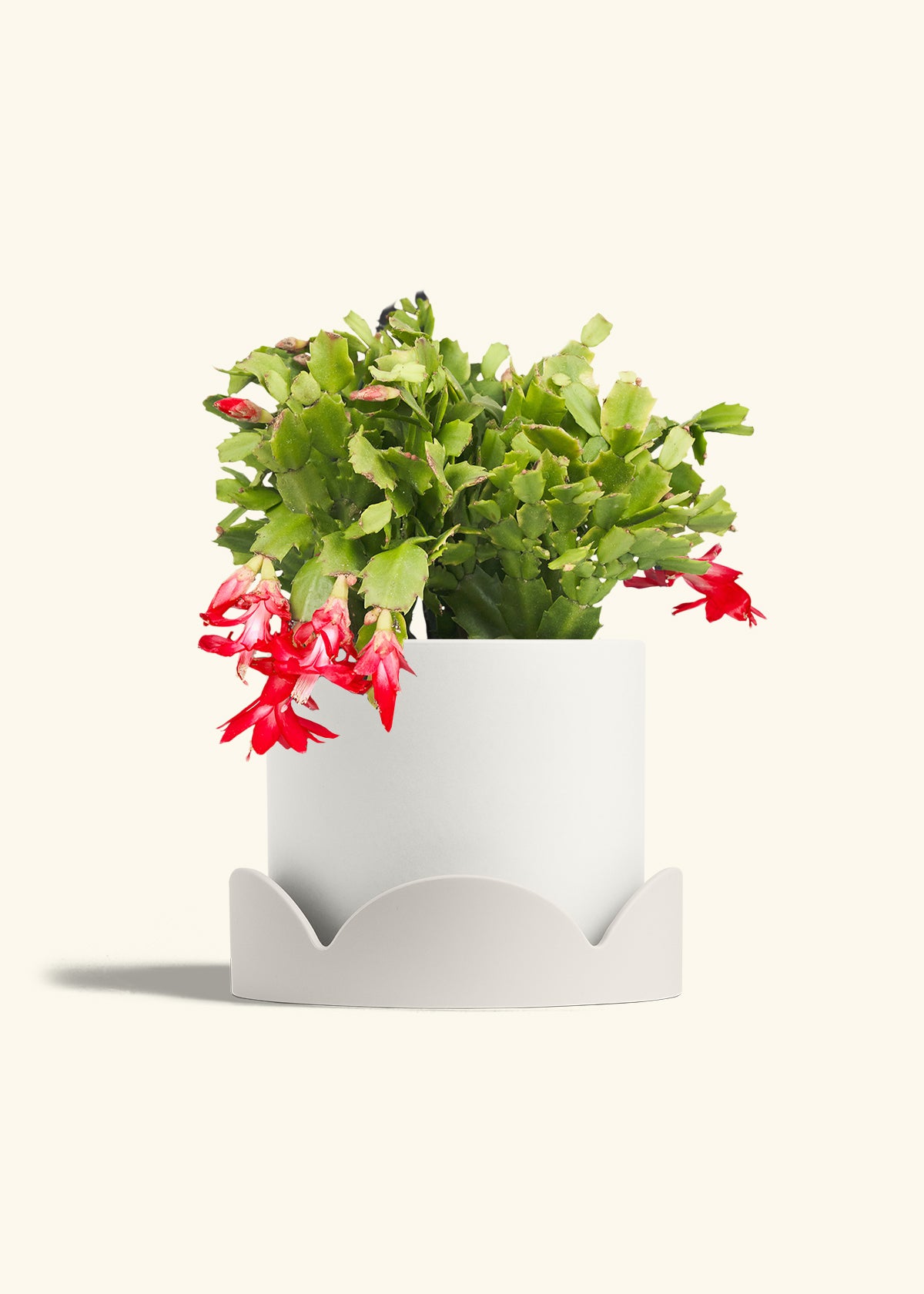 Christmas Cactus in a 8 inches White Classic Cylinder Planter in a Oat Petal Drip Tray