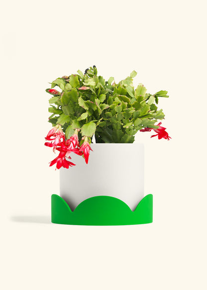Christmas Cactus in a 8 inches White Classic Cylinder Planter in a Shamrock Petal Drip Tray