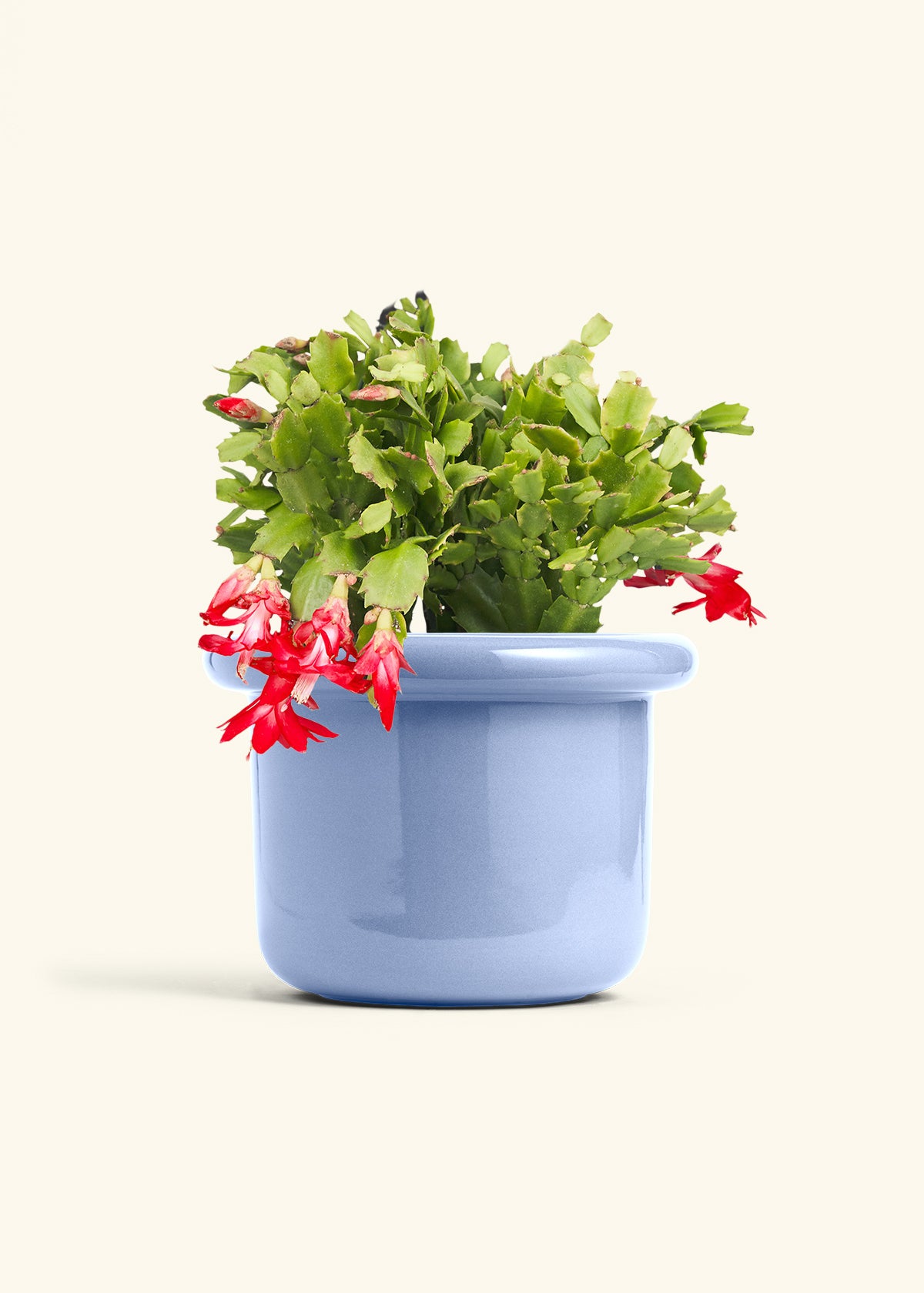 Christmas Cactus in a 8 inches Fat Lip Blue Planter 