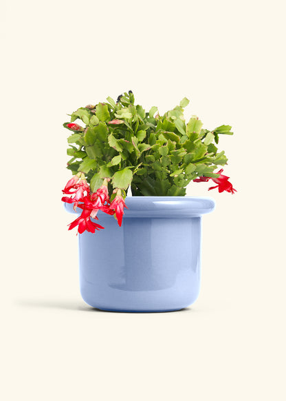 Christmas Cactus in a 8 inches Fat Lip Blue Planter 
