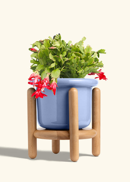 Fat Lip Planter Stand Combo, Cornflower