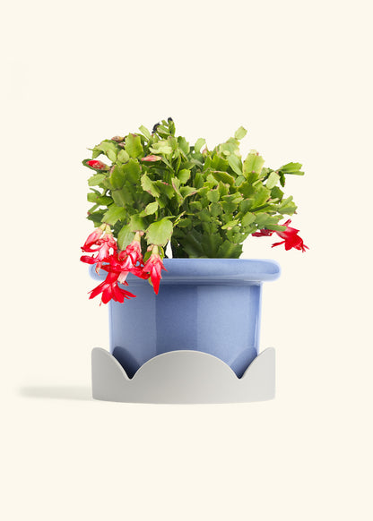 Christmas Cactus in a 8 inches Fat Lip Blue Planter in a Oat Petal Drip Tray