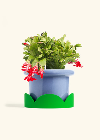 Christmas Cactus in a 8 inches Fat Lip Blue Planter in a Shamrock Petal Drip Tray