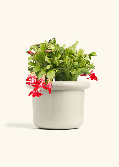 Christmas Cactus in a 8 inches Fat Lip Oat Planter 
