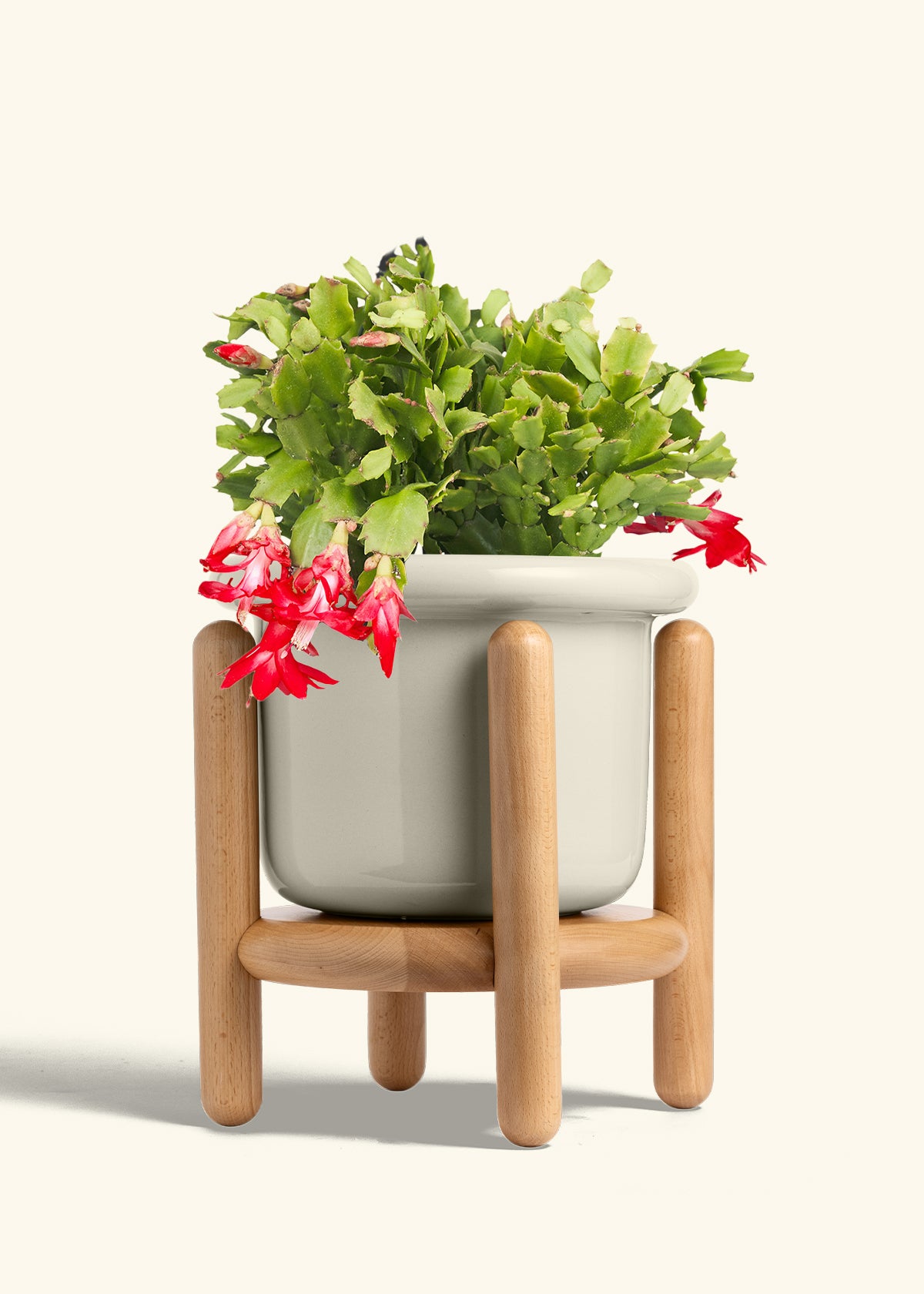 Christmas Cactus in a 8 inches Fat Lip Oat Planter in a Beech Wood Stand