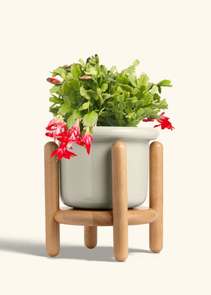 Christmas Cactus in a 8 inches Fat Lip Oat Planter in a Beech Wood Stand