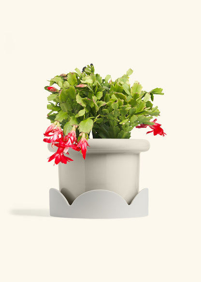 Christmas Cactus in a 8 inches Fat Lip Oat Planter in a Oat Petal Drip Tray