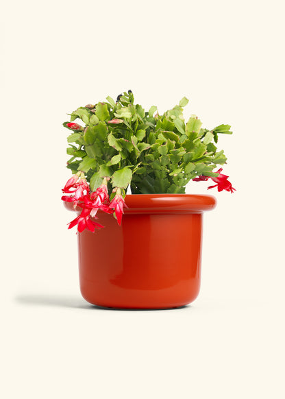 Christmas Cactus in a 8 inches Fat Lip Red Planter 