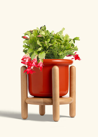 Christmas Cactus in a 8 inches Fat Lip Red Planter in a Beech Wood Stand