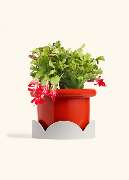 Christmas Cactus in a 8 inches Fat Lip Red Planter in a Oat Petal Drip Tray
