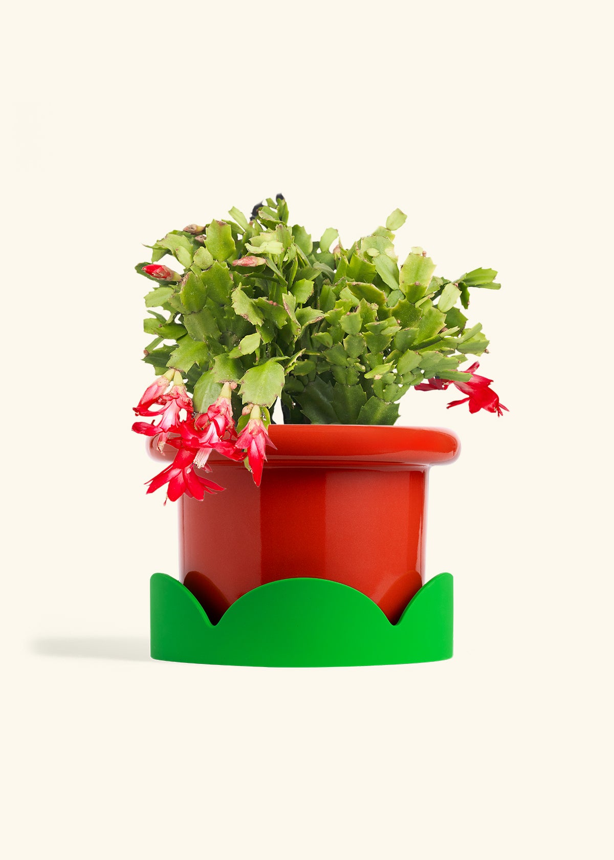 Christmas Cactus in a 8 inches Fat Lip Red Planter in a Shamrock Petal Drip Tray