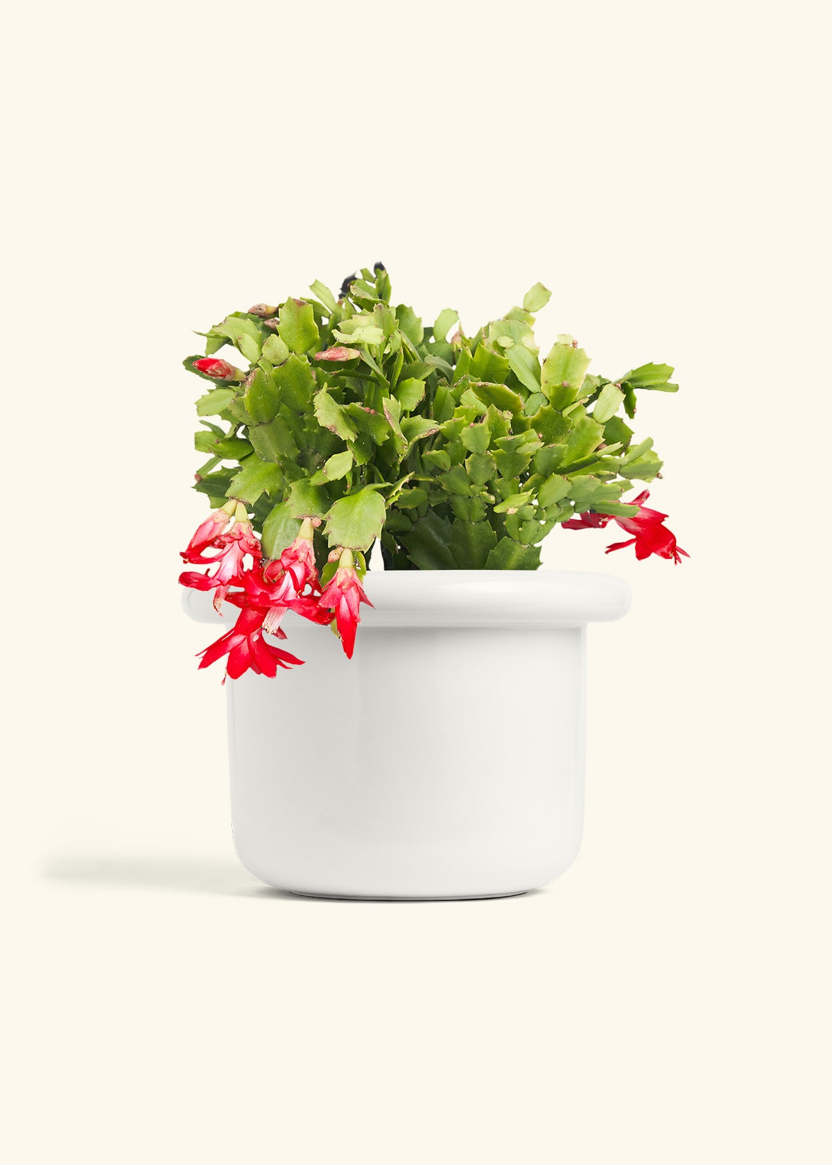 Christmas Cactus in a 8 inches Fat Lip White Planter 