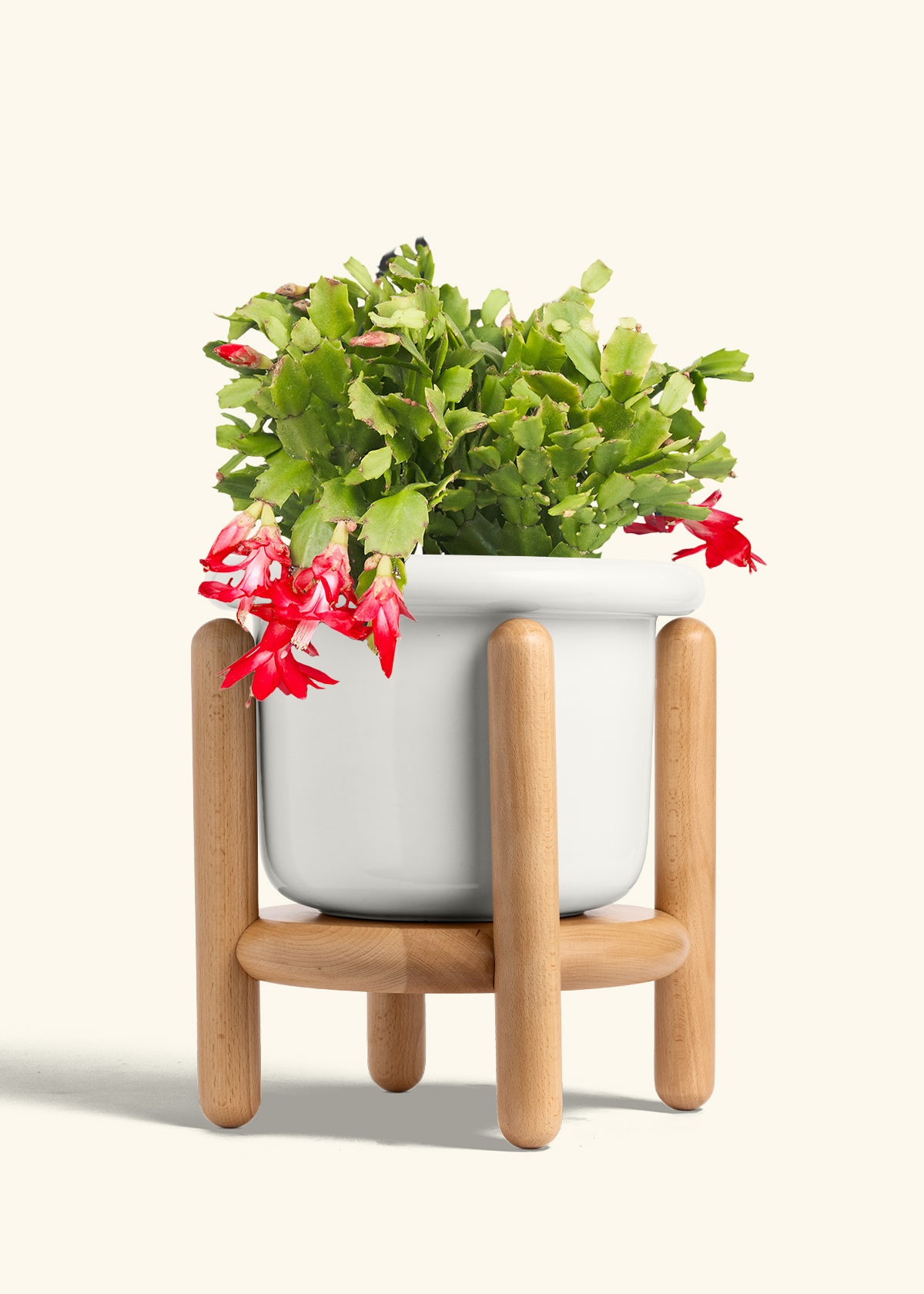 Christmas Cactus in a 8 inches Fat Lip White Planter in a Beech Wood Stand